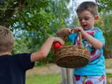 Two boys picking apples in the garden