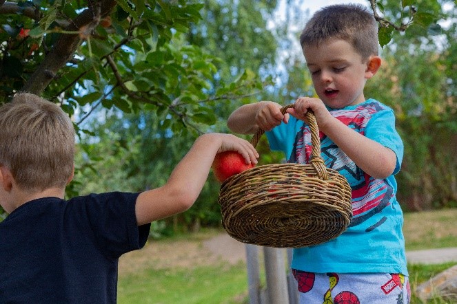 Two boys picking apples in the garden