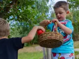 Two boys picking apples in the garden at Higher Broughton Nursery